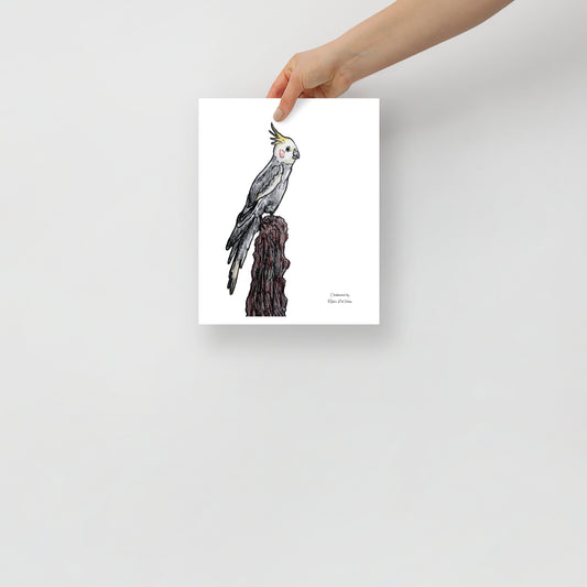 Cockatiel by Tyler DeVane Poster